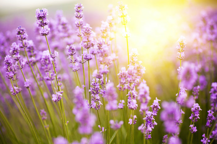 Reiki I and II Training