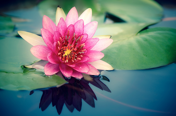 200-HR Yoga Teacher Training