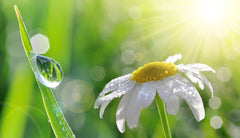 Spring Equinox Evening Of Meditation